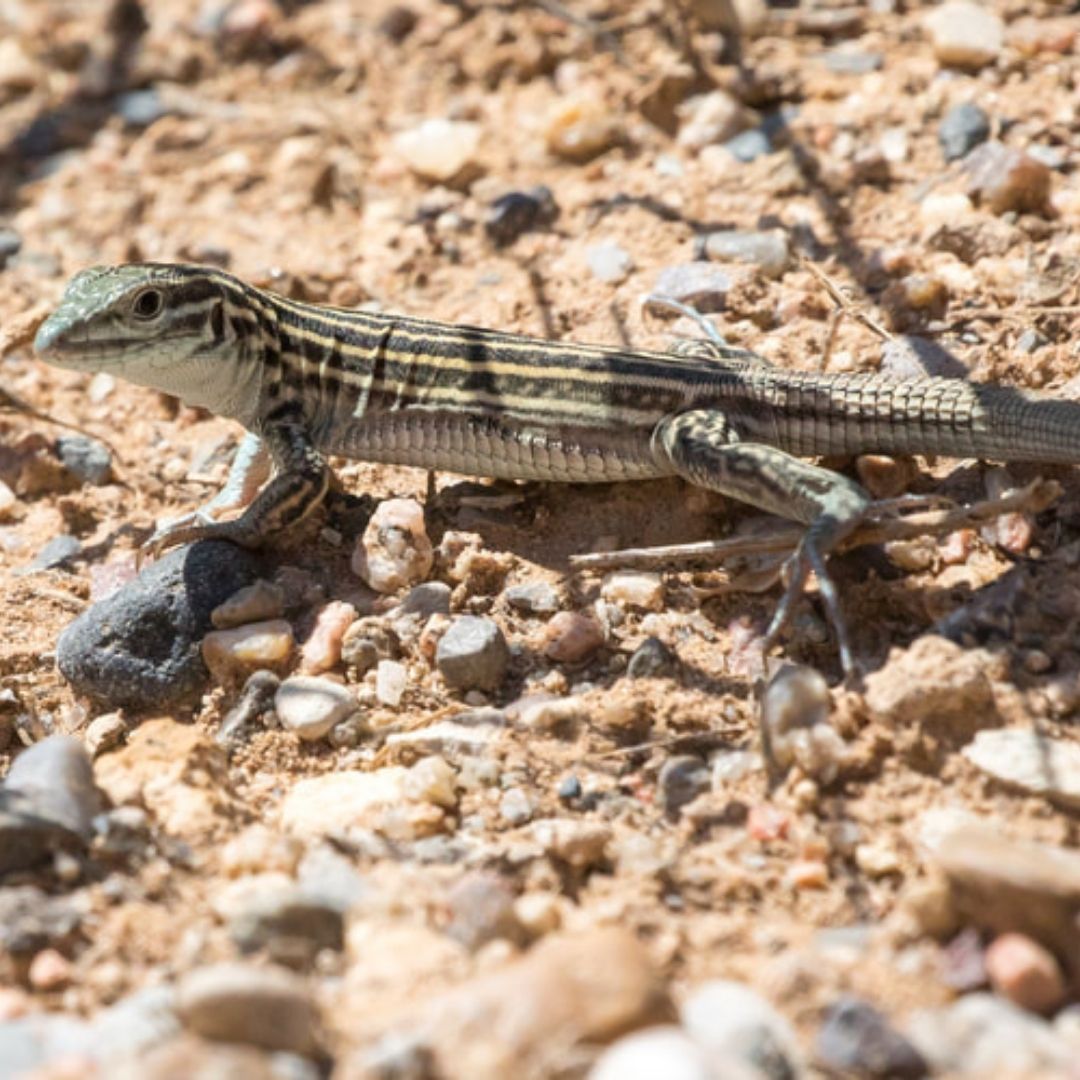 lizard