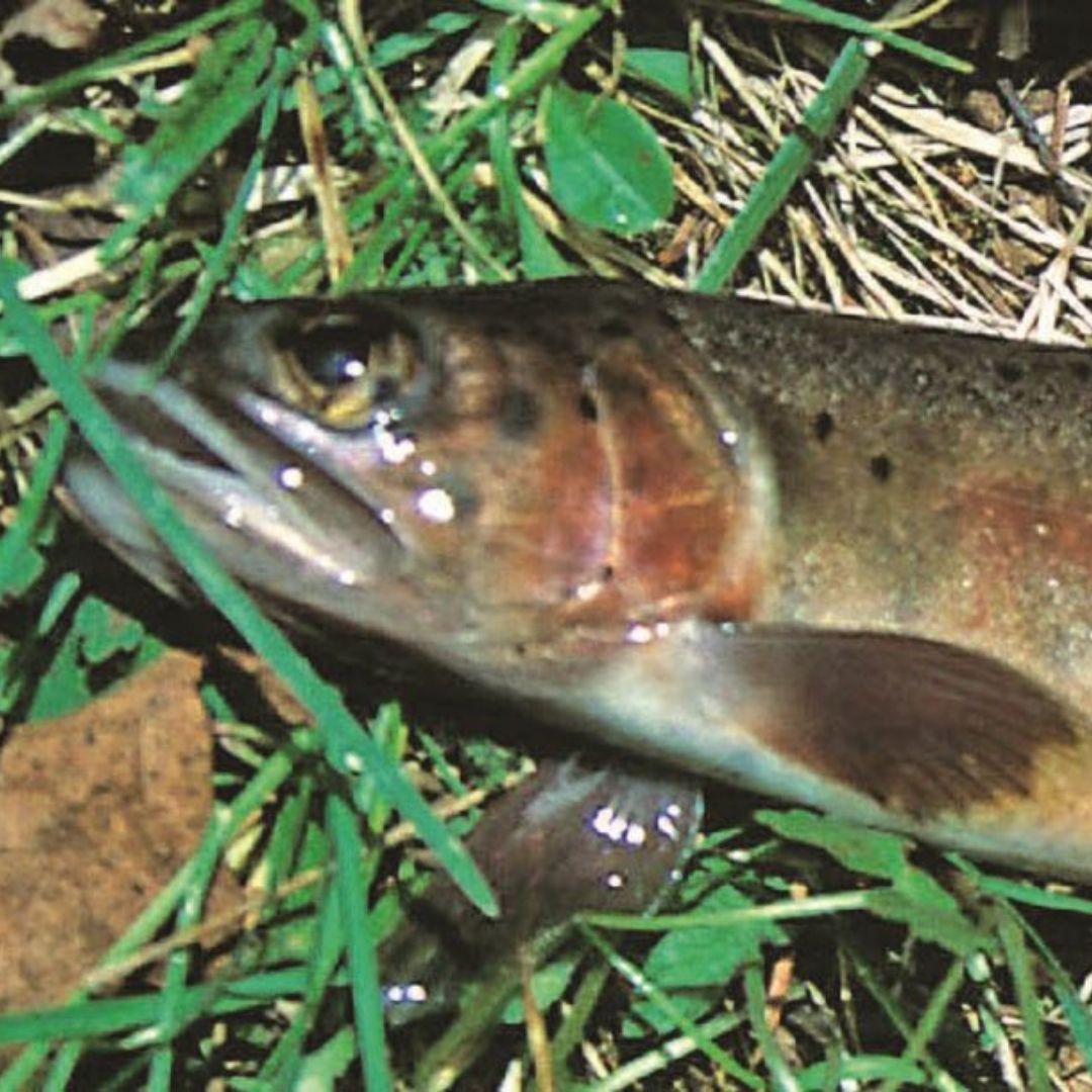 fish