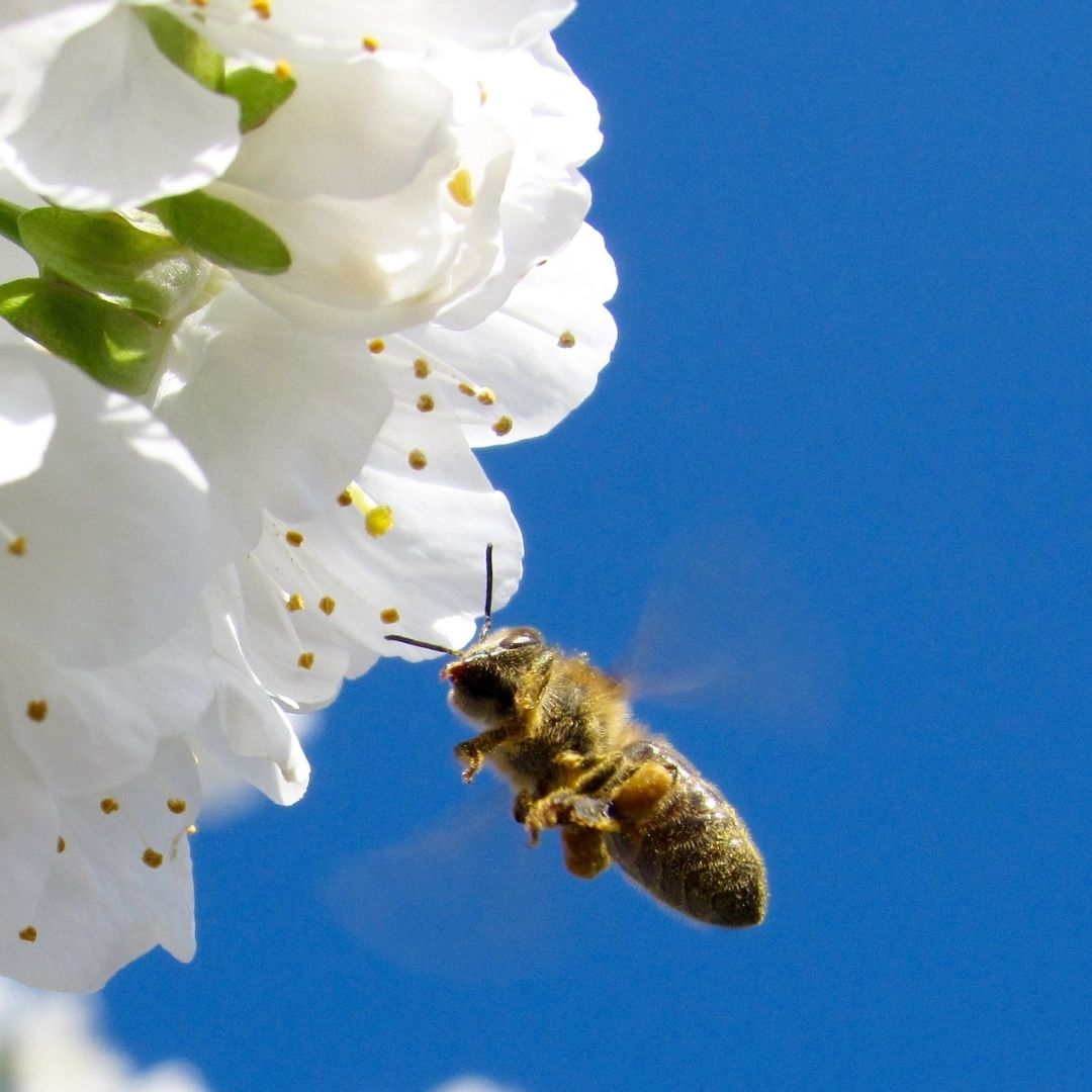 bee