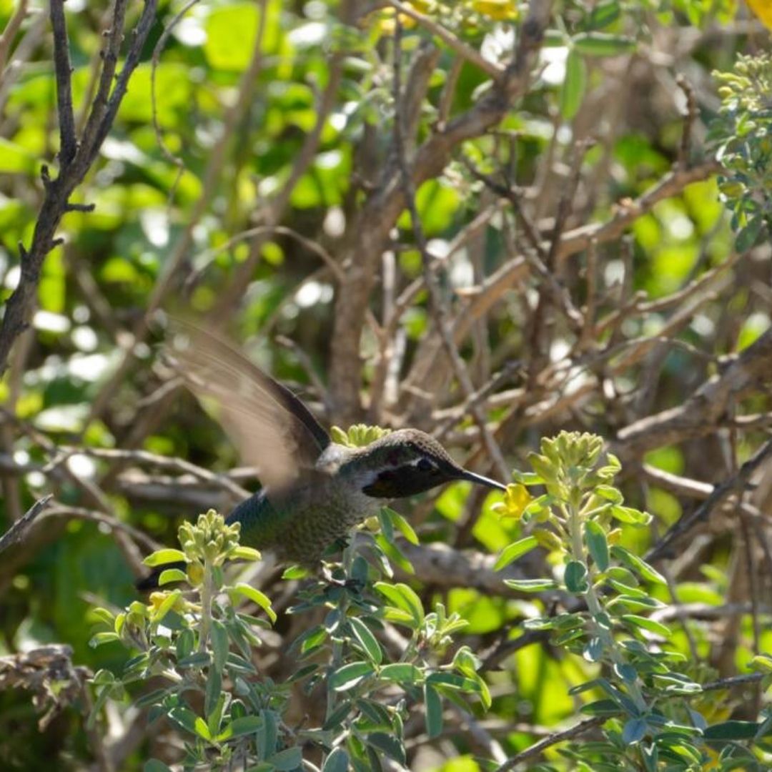 hummingbird