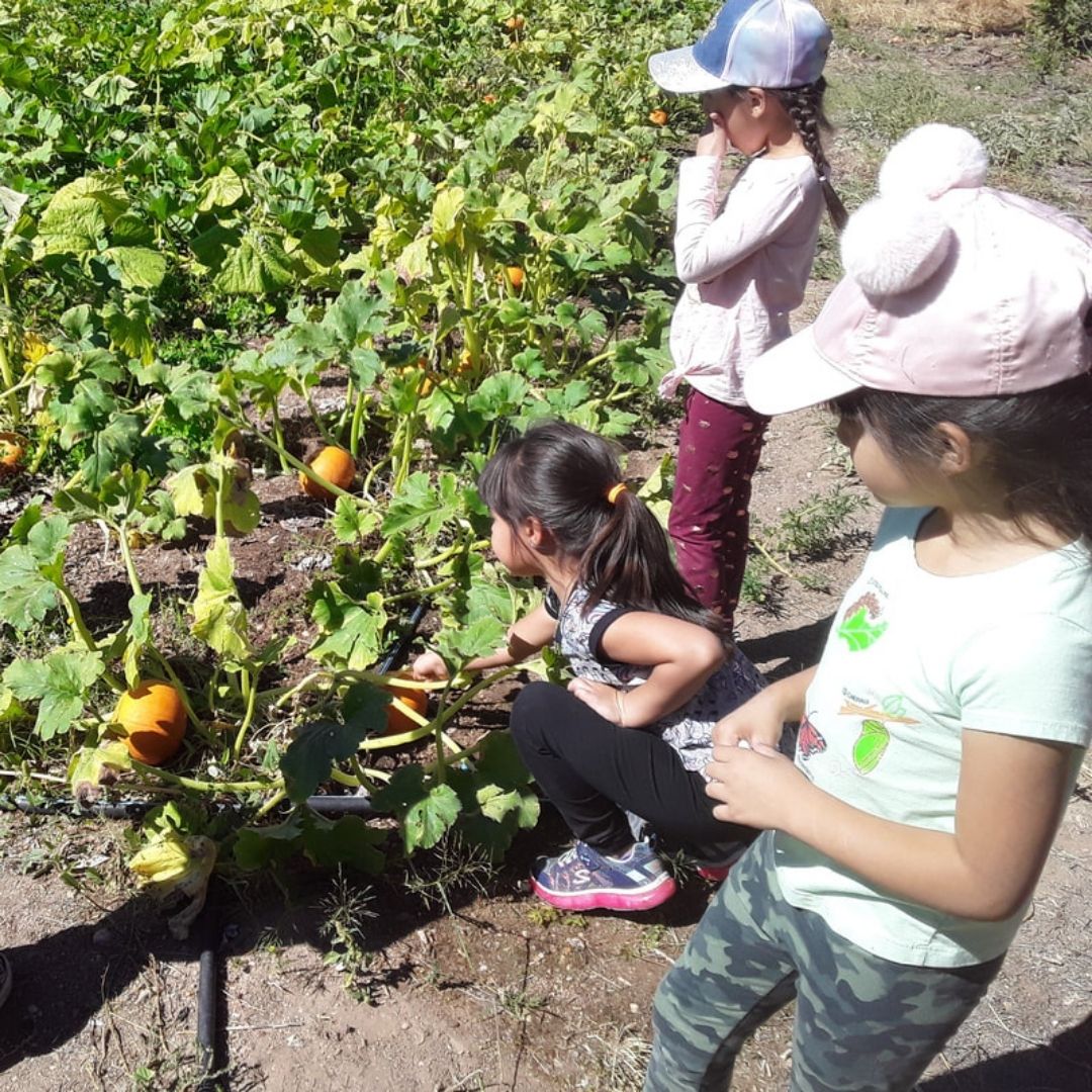 harvest