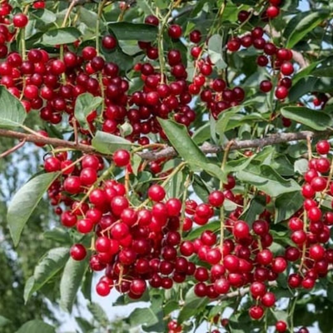 chokecherries
