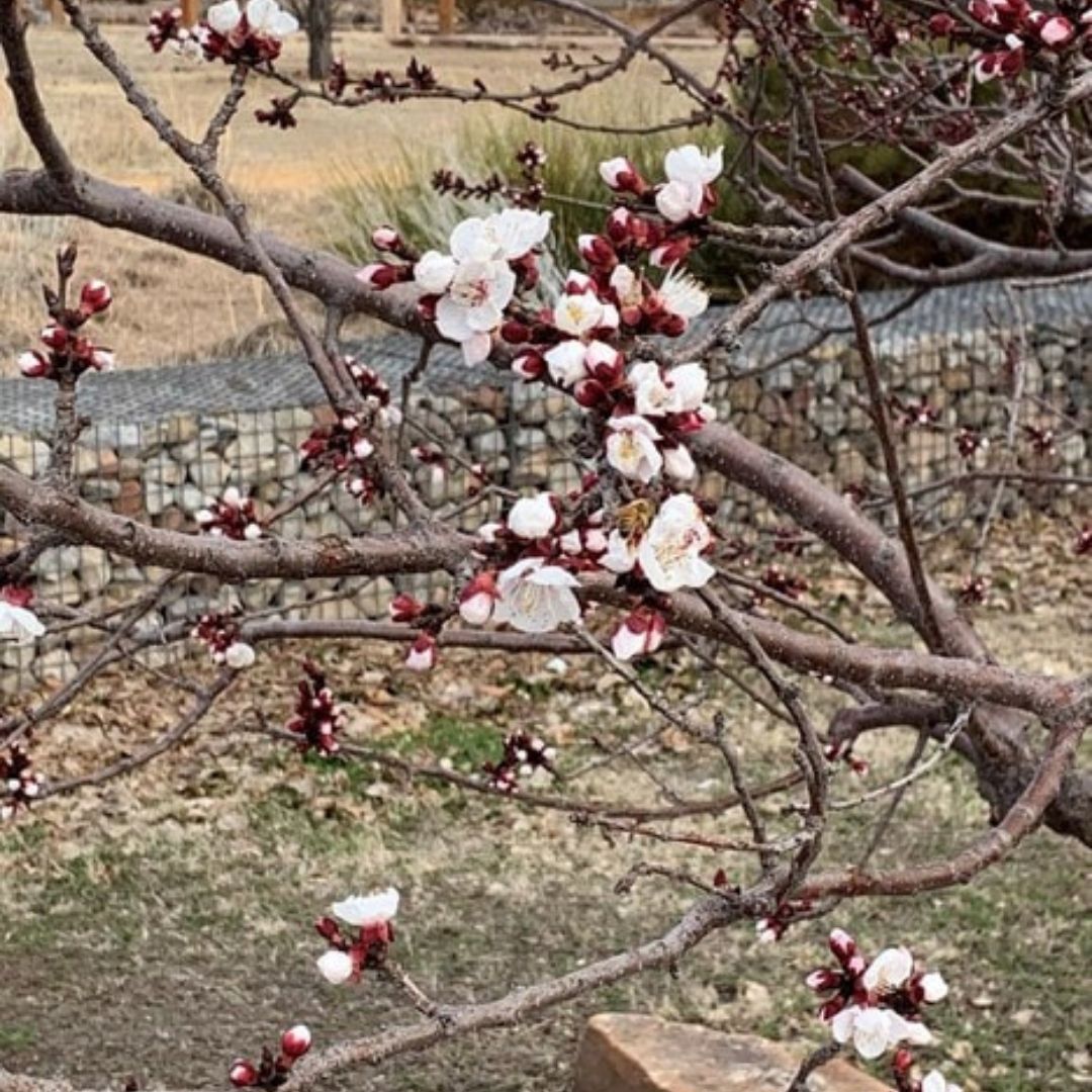 spring