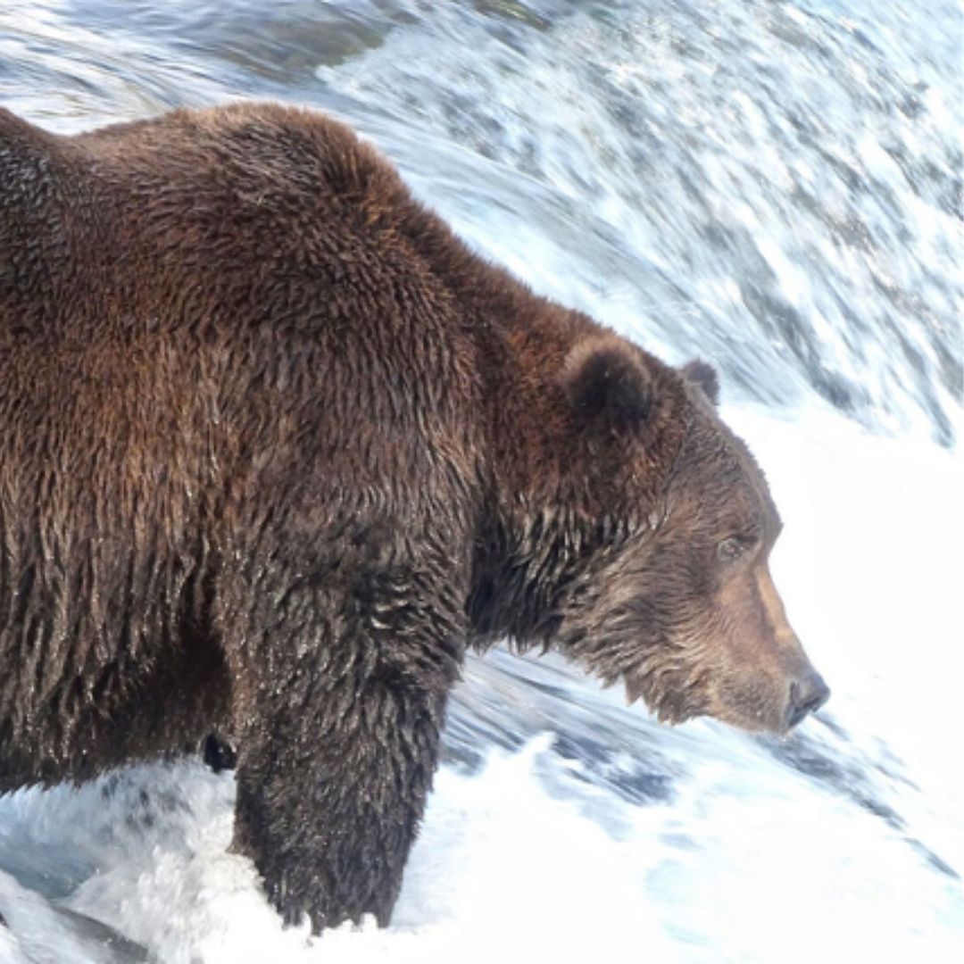 bear