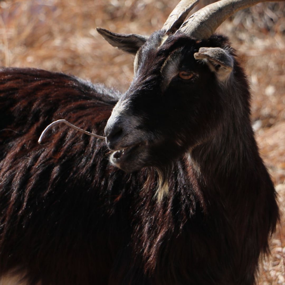 goat