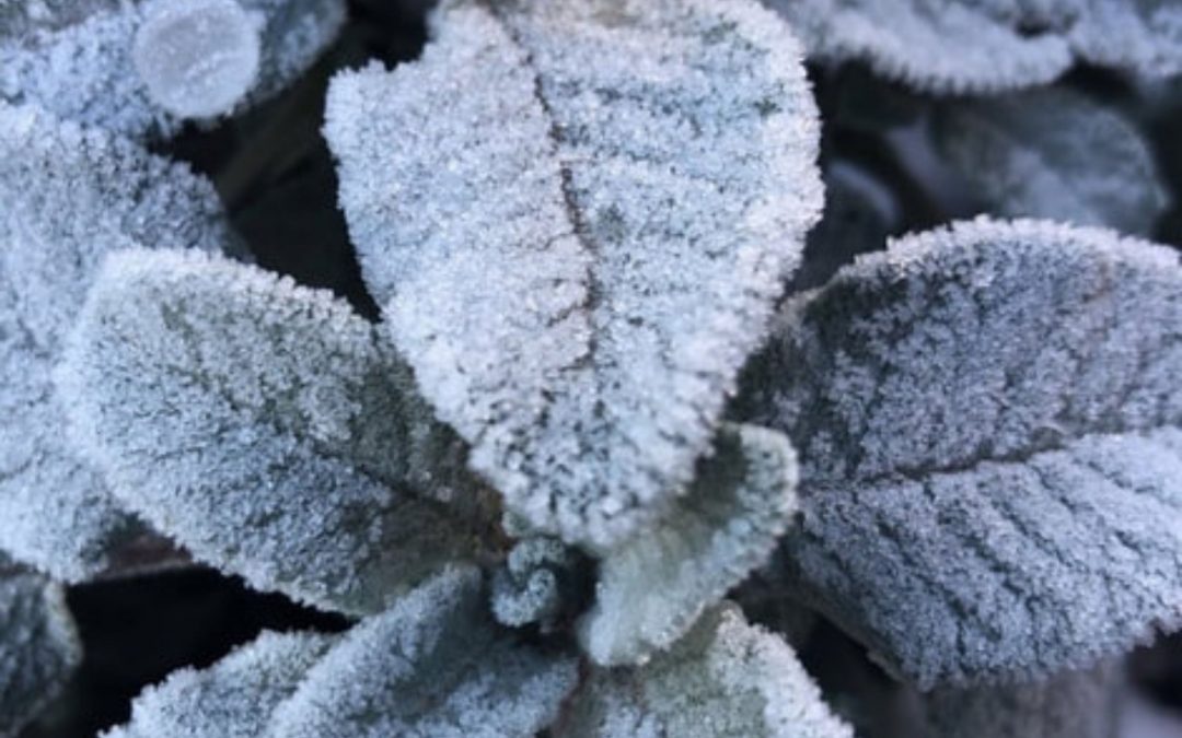 The Wonders of Plants in Winter