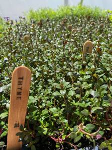 growing-herbs