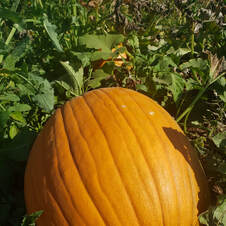 punkin
