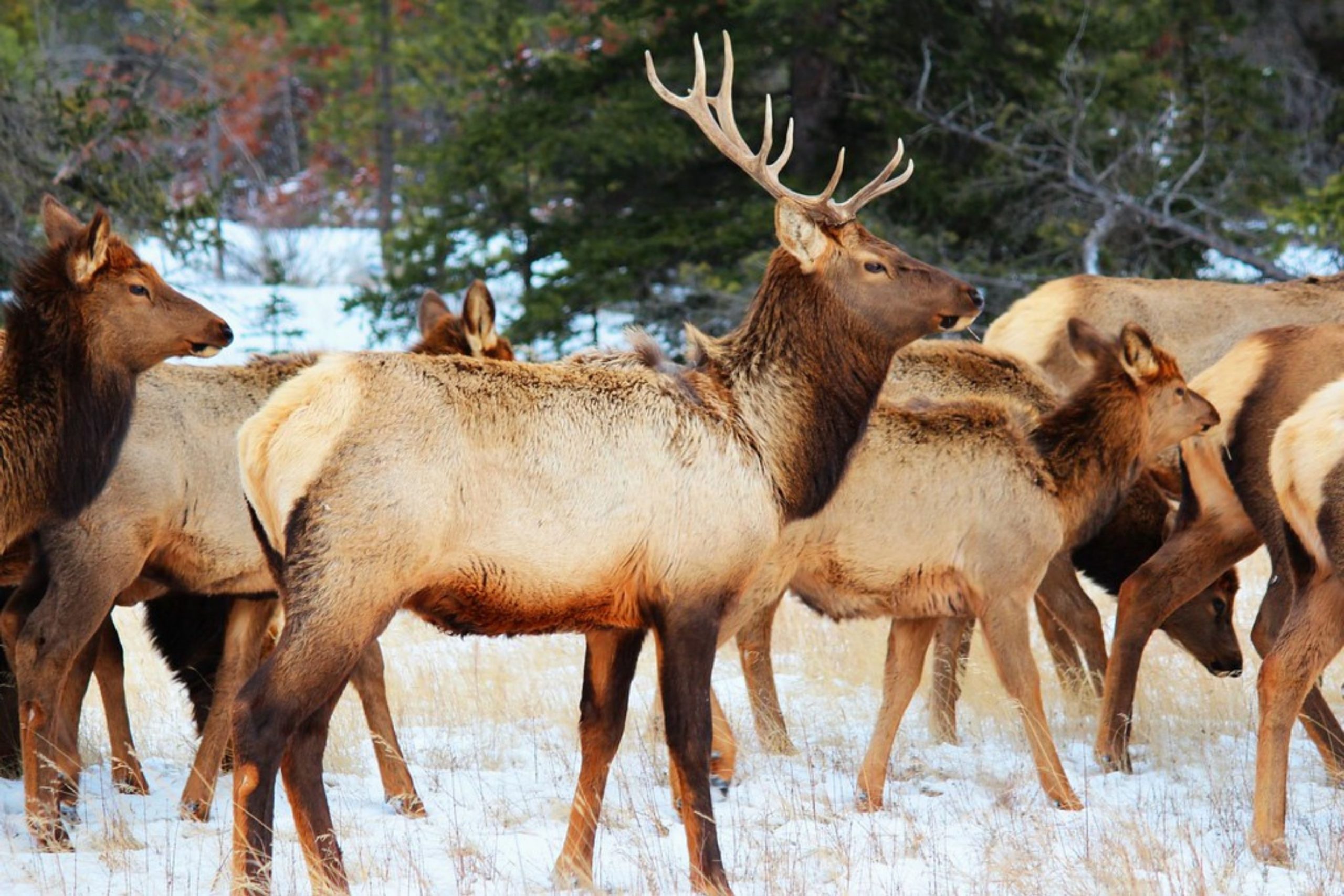 Horns, Antlers and Attracting the Ladies - Tumbleweeds Magazine