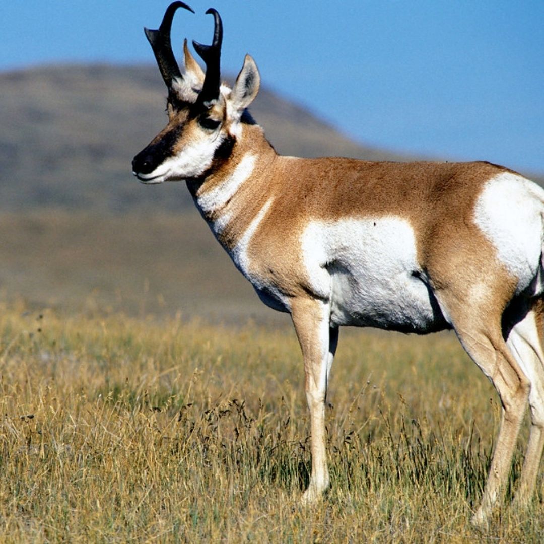 Pronghorn