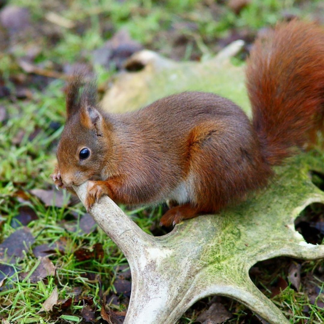 Red Squirrel