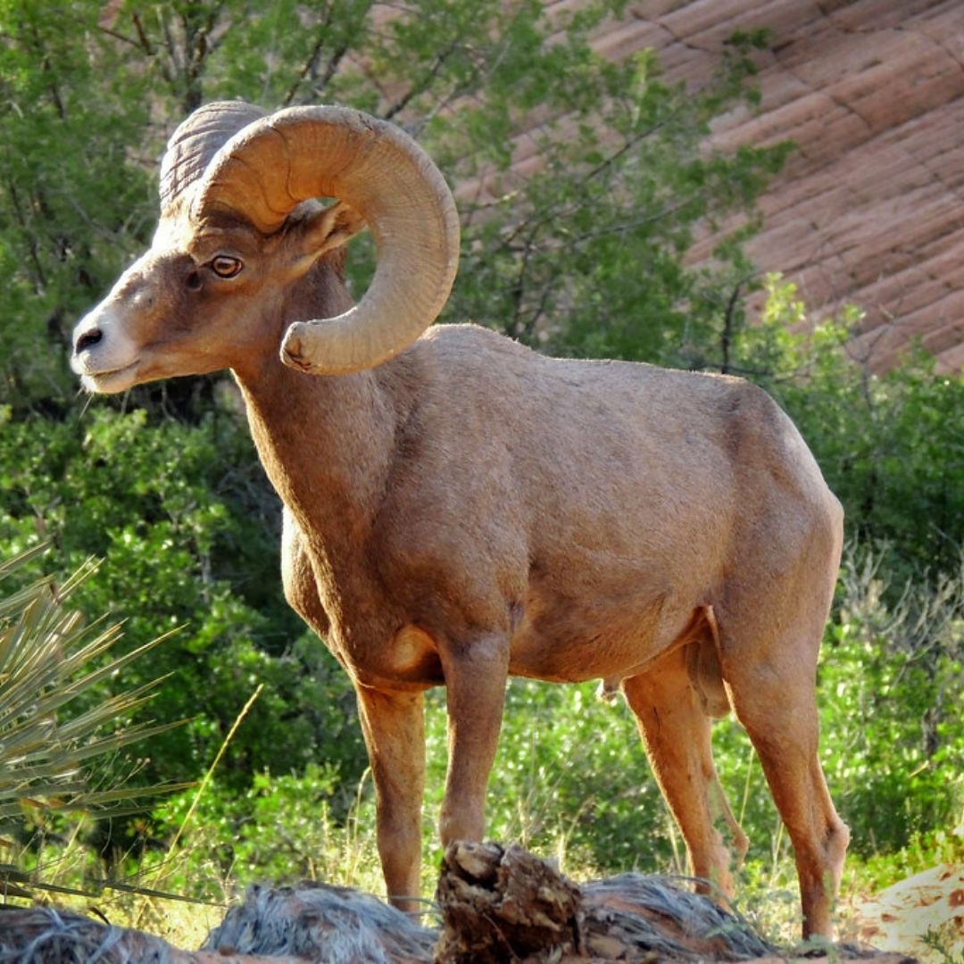 Bighorn Sheep