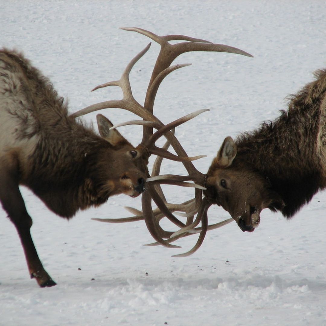 Rutting Elk