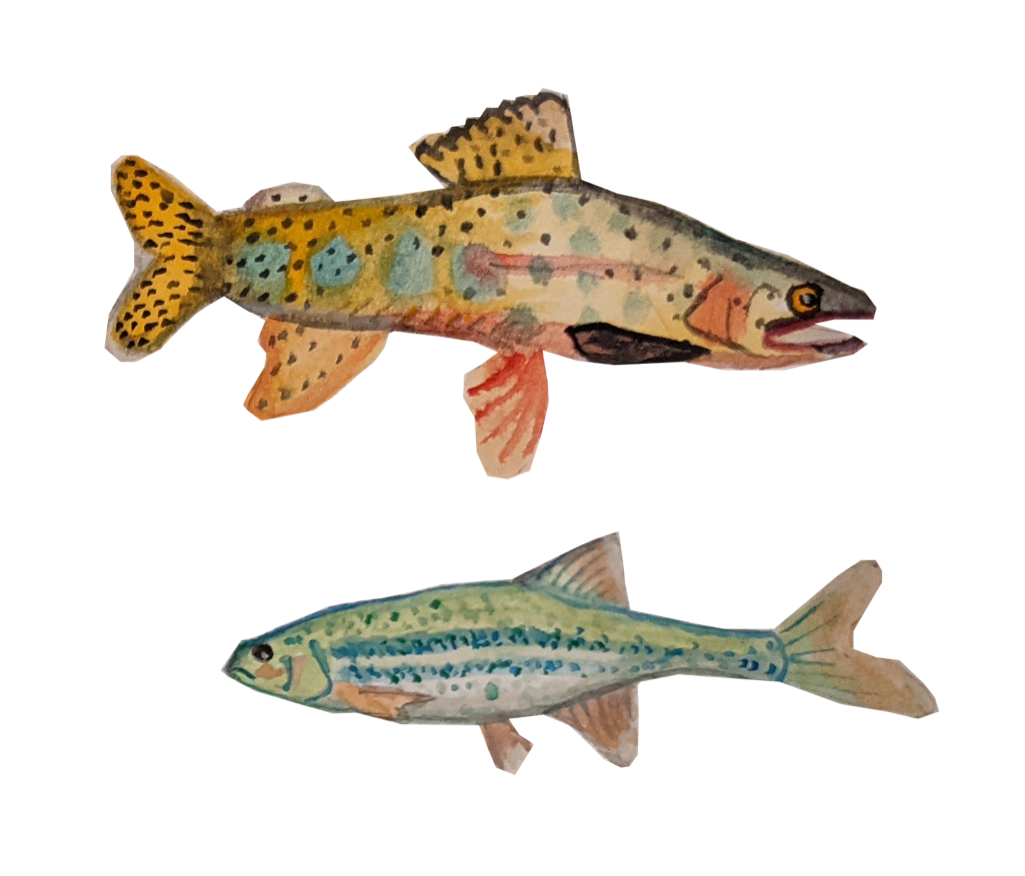 Fish