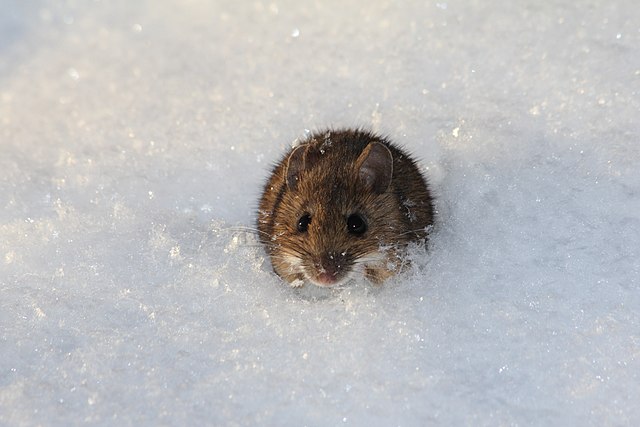 Mouse_in_snow