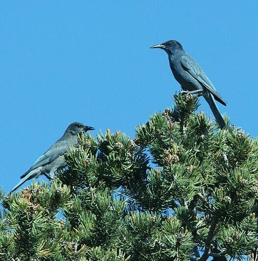 Pinyon Jay