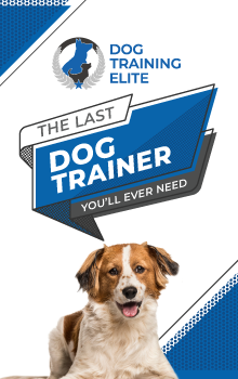 ad featuring white and brown dog