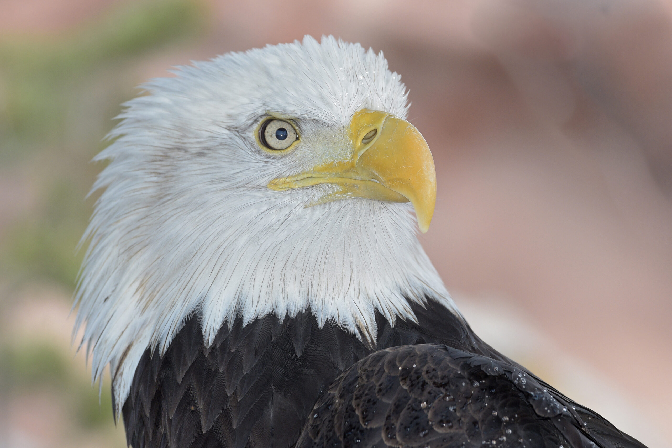 Bald eagle Deshka resculed on the Deshka River
in Alaska with a broken wing.