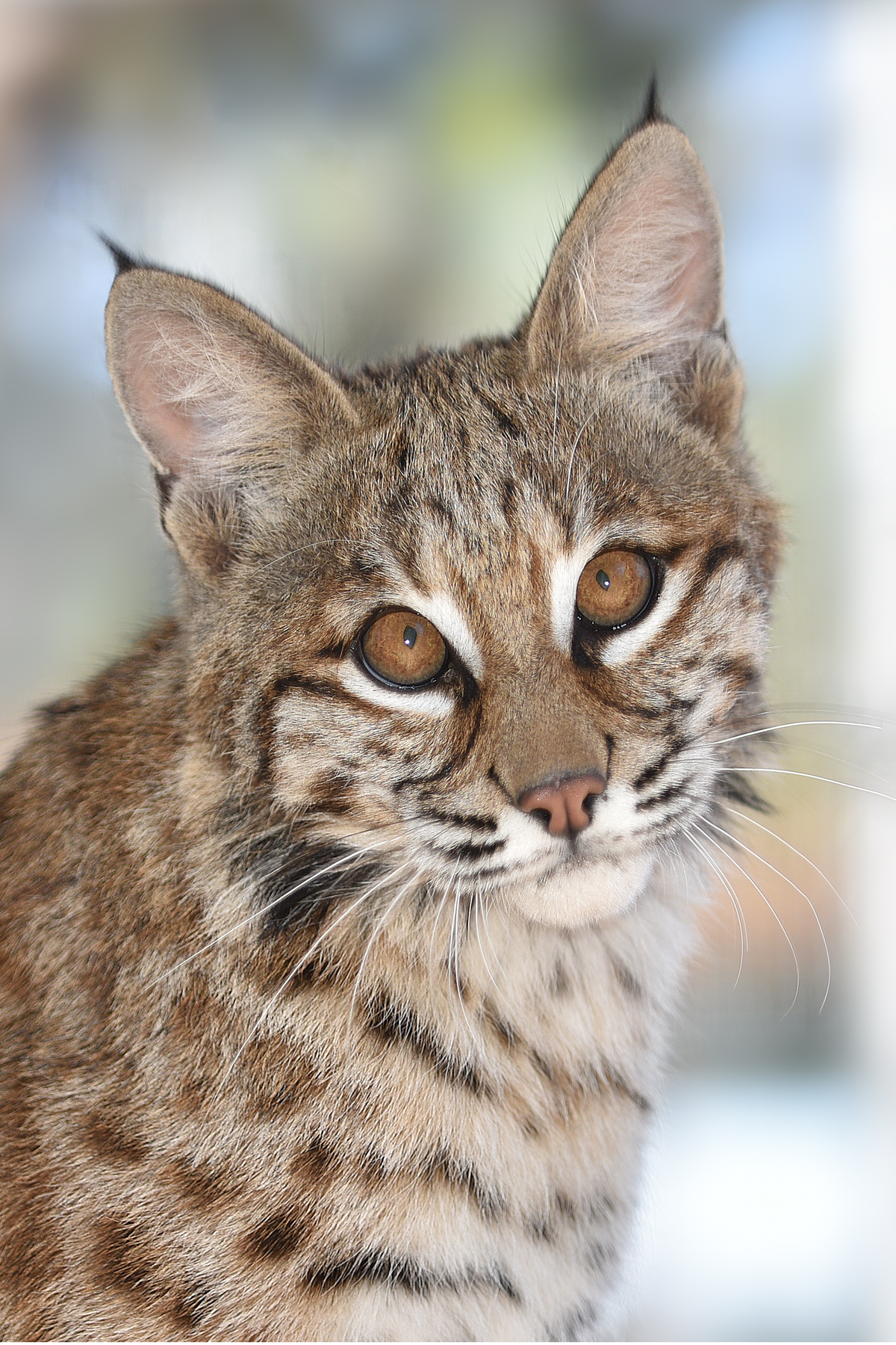 Bob the Bobcat.