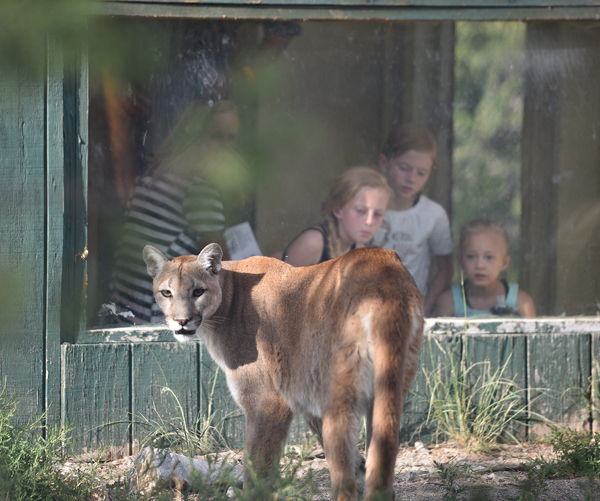 Cougar Zia’s front paw was caught in a wire and was rescued and brought to Wildlife West at a young age.