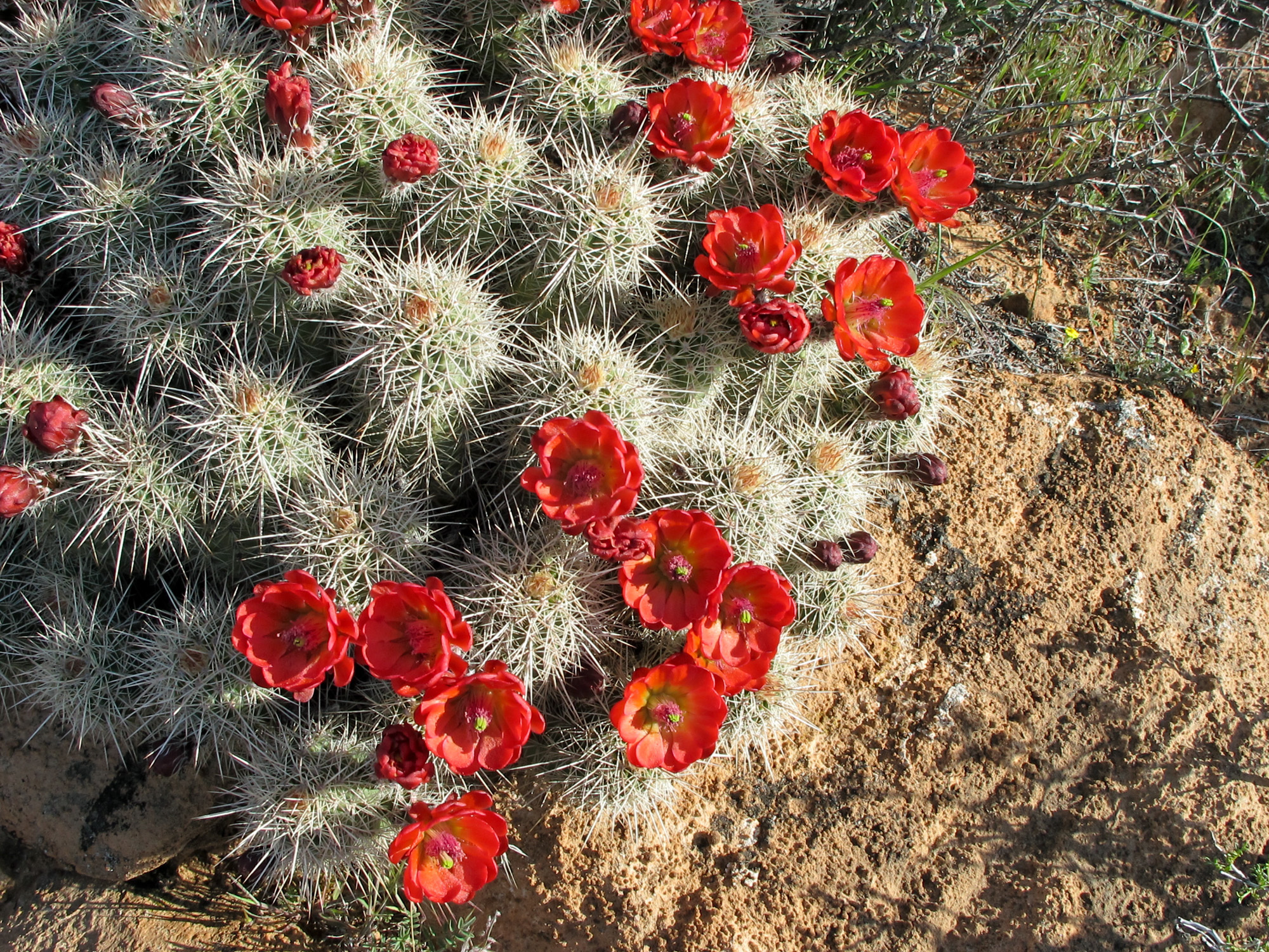 Desert Flowers