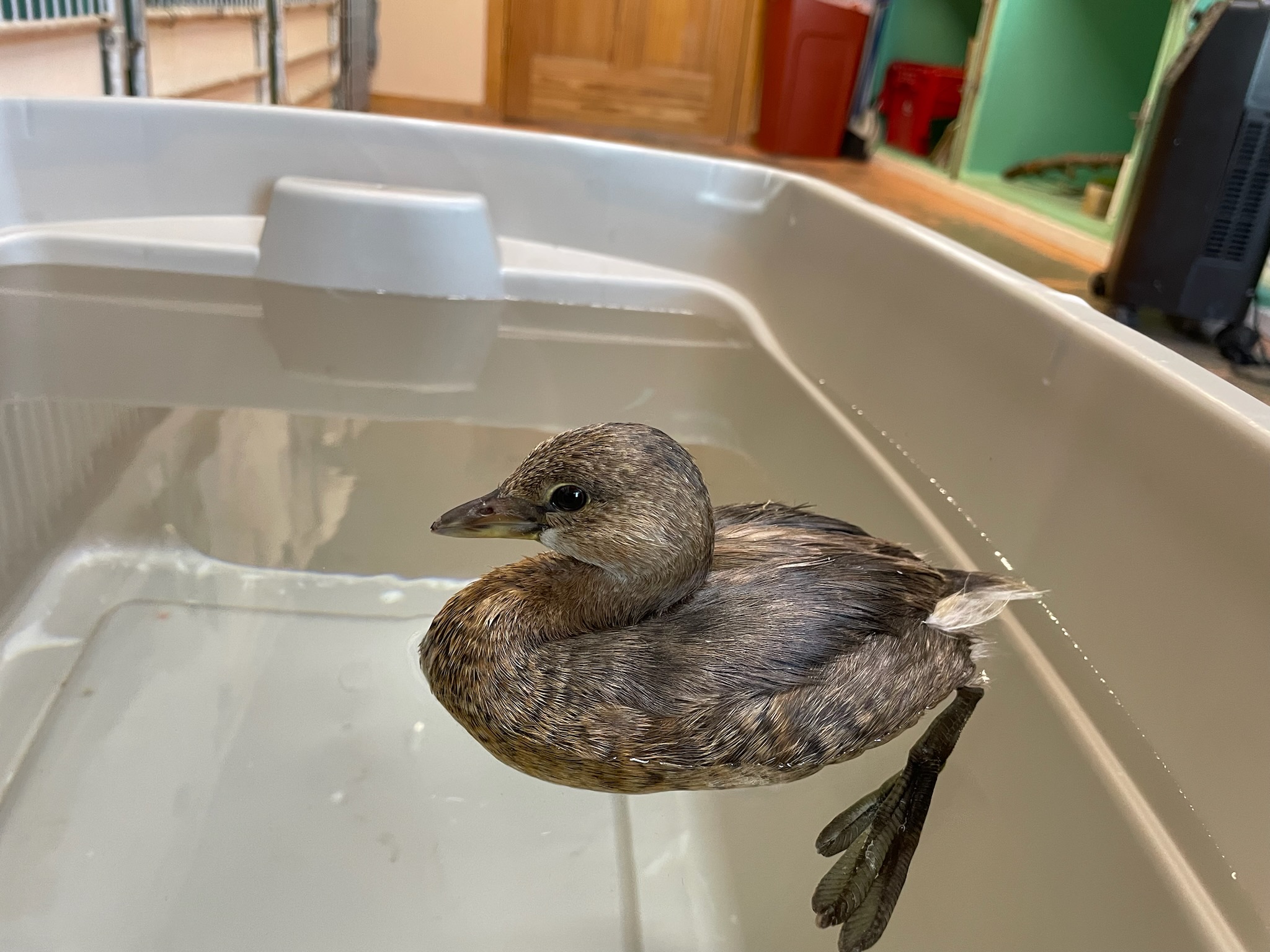 Pied billed grebe