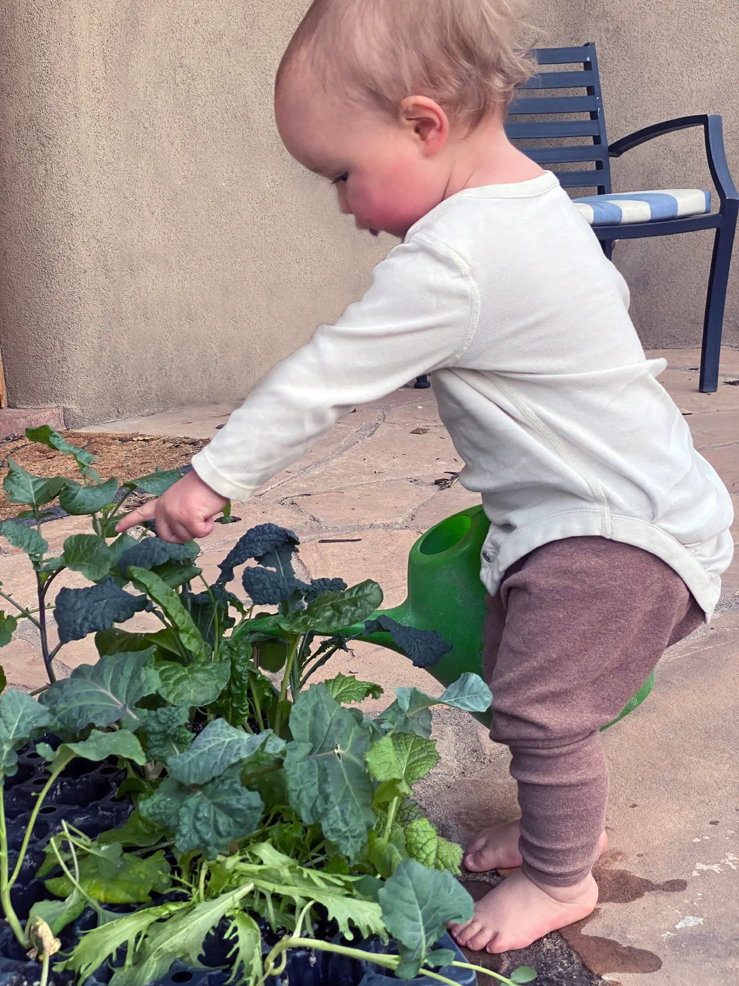 5.WateringPlants_Walters.2025 Watering young plants.