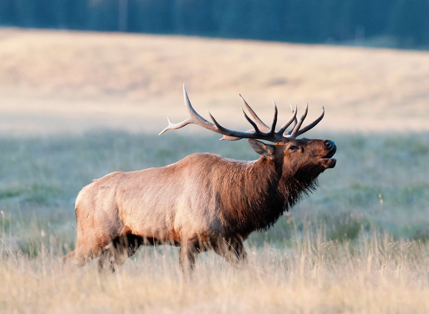 Elk bugling is one of the most interesting fall events. You can check them out in the high mountain areas Bugling elk are among the many great wildlife viewing opportunities available across New Mexico. These elk can be found in high mountain areas such as the Colin Neblett Wildlife Management Area in Colfax County.